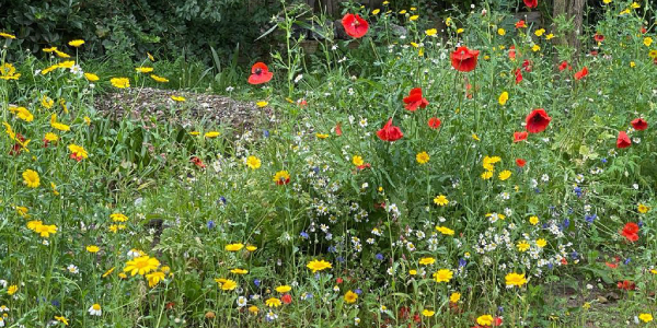 Wildflower Meadows & Native Grassland